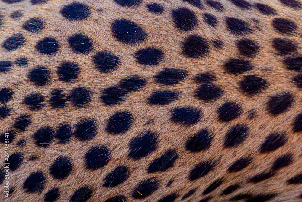 cheetah spots and fur coat cheetah spots and fur coat
