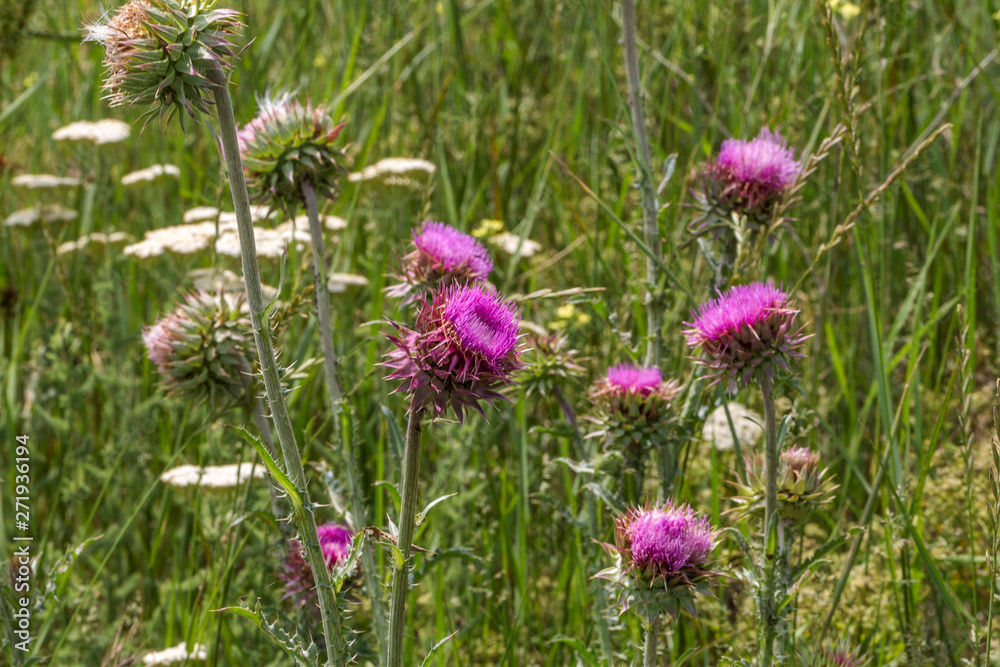 Beautiful flower of purple thistle. Pink flowers of burdock. Burdock thorny flower close-up. Flowering thistle or milk thistle. Herbaceous plants Beautiful flower of purple thistle. Pink flowers of burdock. Burdock thorny flower close-up. Flowering thistle or milk thistle. Herbaceous plants
