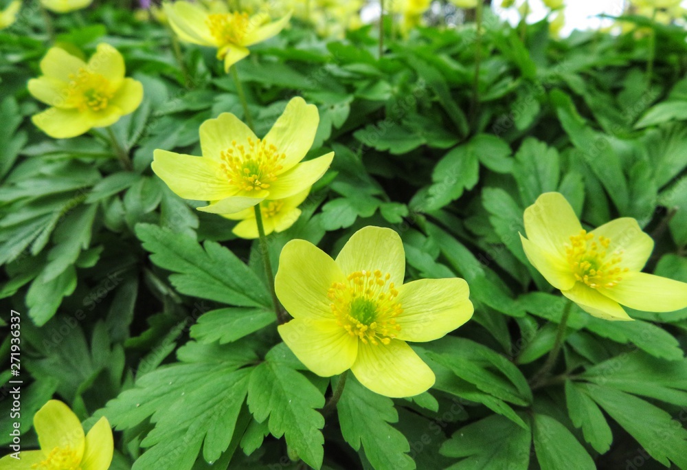 Obraz premium flowerbed with yellow windflowers