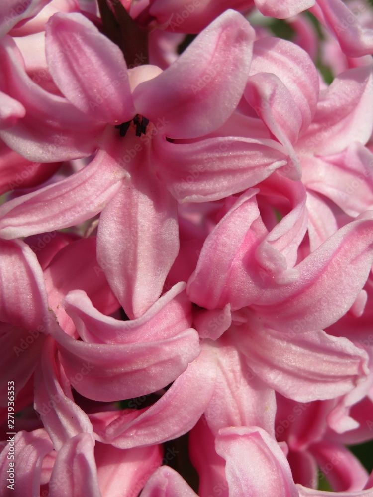 closeup of a pink hyacinth