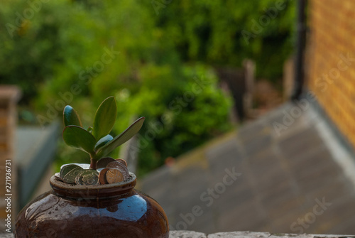Foto A coins with tree Sprout growing on flowerpot with sunset light.