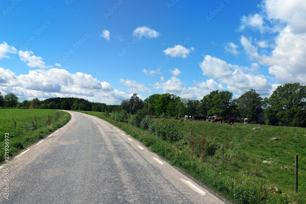 Summer landscape in Scandinavia. Country side road among the meadows with cows resting. Blue sky and white clouds.