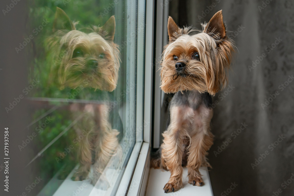 The dog looks out the window, the rain outside the window, the Yorkshire terrier The dog looks out the window, the rain outside the window, the Yorkshire terrier