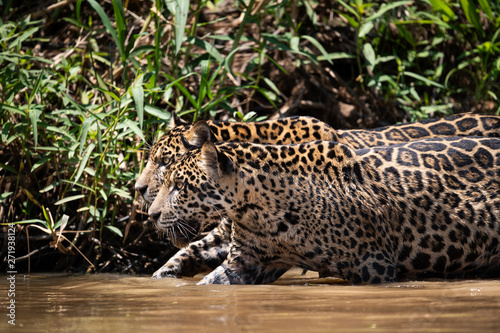 Jaguars walking in river