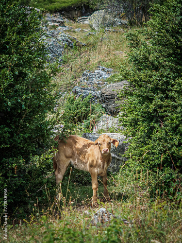 Veal in the valley of Bujaruelo in the Pyrenees between the trees