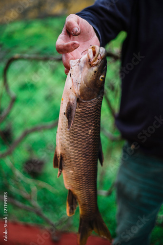 Fisherman showing off his big fish © karrastock