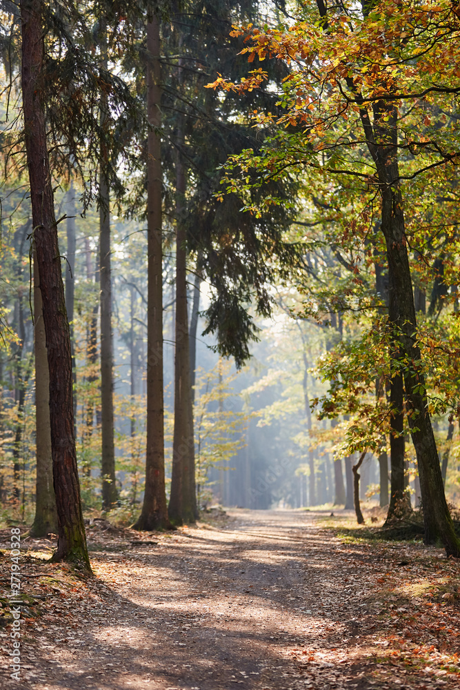 Mischwald als Natur und Ökosystem im Sonnenschein