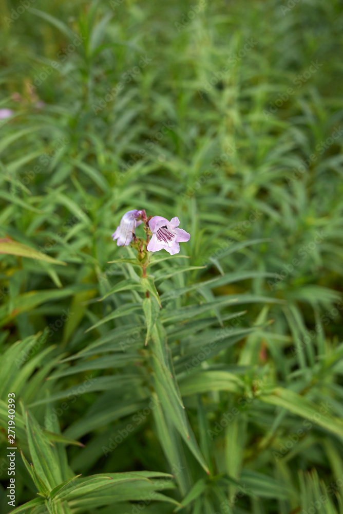 Fototapeta premium Penstemon