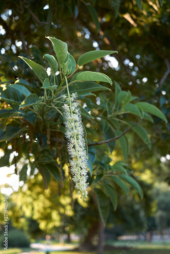 Phytolacca dioica photo