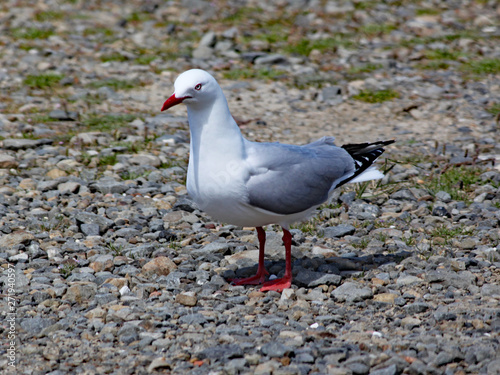 Red billed gull stands on the shingle beach in Wellington, New Zealand © Anthony