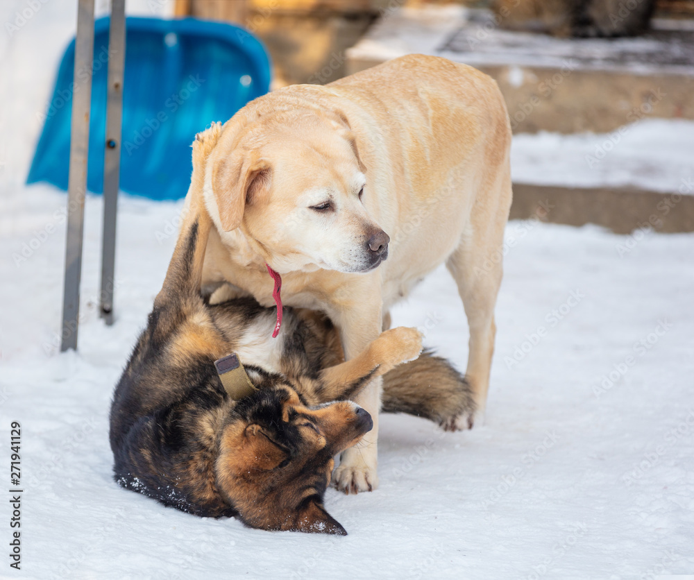 Two playful dogs playing outdoors in the snowy yard in winter. Labrador retriever with a mongrel dog