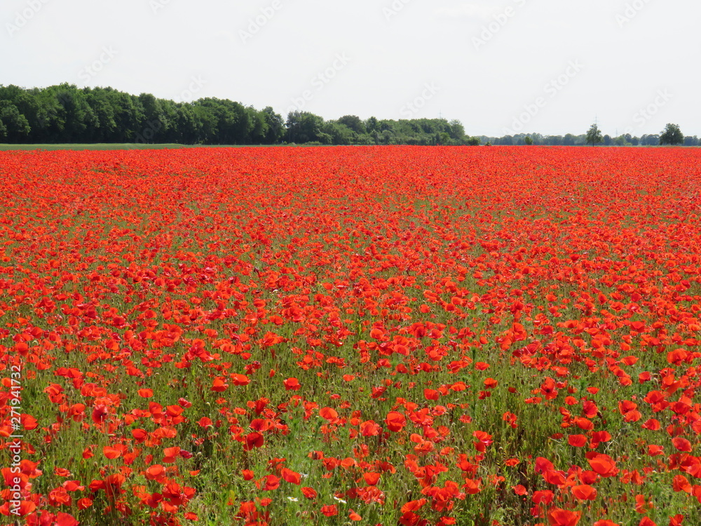 Feld mit roten Blumen