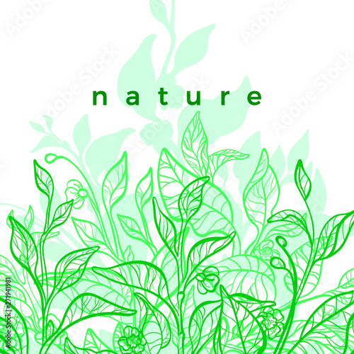 Tea leaf. Vector fresh template. Green plantation