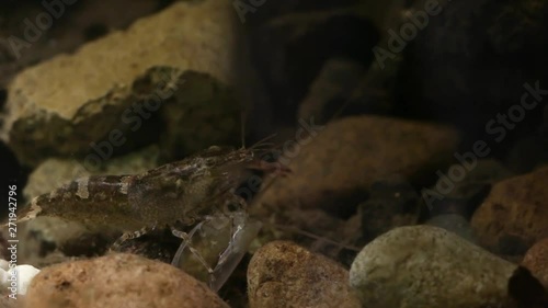 Mexican freshwater shrimp in laboratory fish tank photo