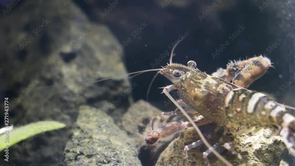 Mexican freshwater shrimp in laboratory fish tank Mexican freshwater shrimp in laboratory fish tank