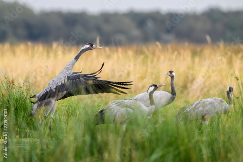 Common Crane - Grus grus, beautiful large bird from Euroasian fields and meadows, Hortobagy National Park, Hungary. photo