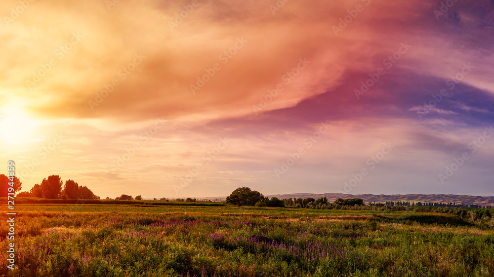 Panorama. Fabulous sunset wild field with wildflowers, in the background a mountain range