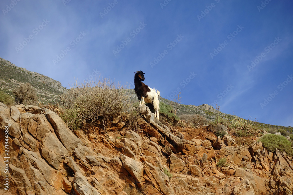 Photo of wild goat on the road to iconic Balos lagoon in natural preserve area, Crete island, Greece