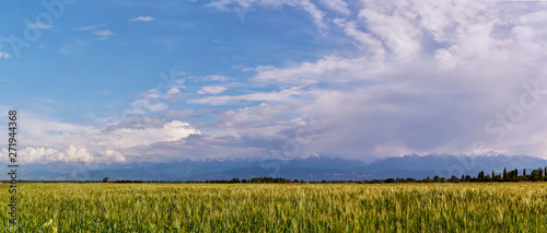 Panorama of a mountain valley in the summer. Fabulous sunset in the mountains, in the foreground a wheat field