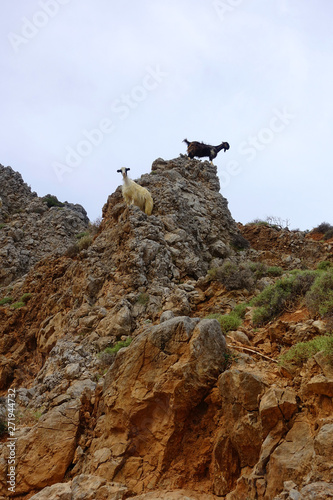 Photo of wild goat on the road to iconic Balos lagoon in natural preserve area, Crete island, Greece