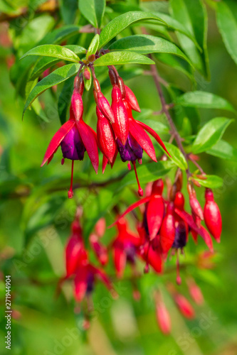Fuchsia blooming family Onagraceae  evergreen ornamental plant. Red flowers bells with lilac petals inside. Beautiful inflorescence fuktsiya blooms bright colors