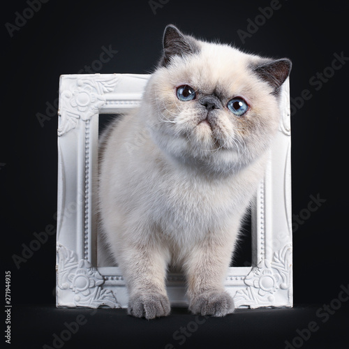Cute blue tortie point Exotic Shorthair kitten, tapping / standing through white photo frame. Looking to the side with blue eyes. Isolated on black background. photo