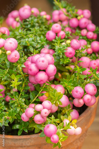 Pernettya gaulteriya Pinkberry Berry. Decorative evergreen shrub of the heather family. Pernettya fruits are pink white purple. Berry inedible garden decoration photo