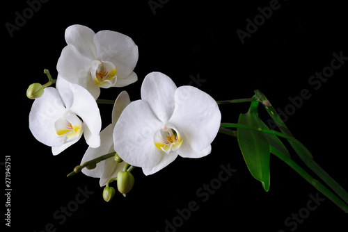 white blooming orchid on a black background