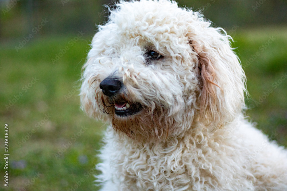 Fluffy Goldendoodle