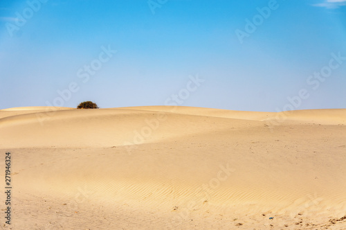 Sand dunes in the Thar desert
