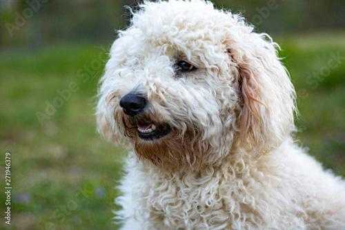 Fluffy Goldendoodle