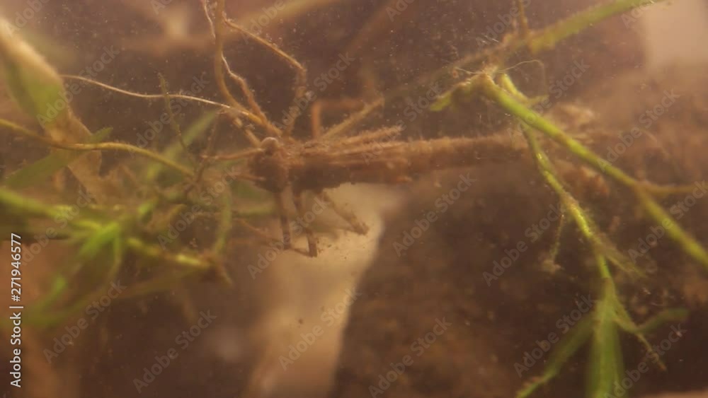 damselfly larva hiding in murky water damselfly larva hiding in murky water