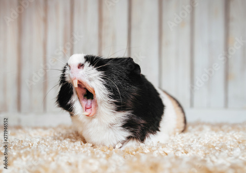 A sleepy guinea pig is yawning in its home. Portrait of a cute pet on a woolen and wooden background. Copy space  poster  advertisement. A fat and hungry pig with a big mustache. Beautiful picture.