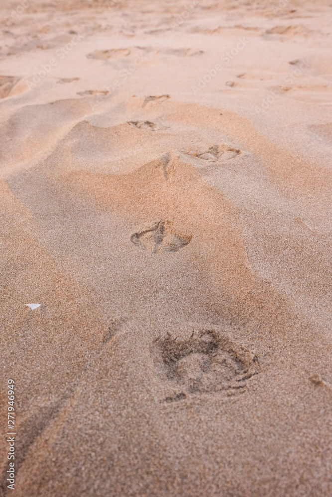 traces of seagulls on the sand of the beach traces of seagulls on the sand of the beach