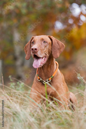 Rasseportrait einer Magyar Viszla H  ndin im Herbst