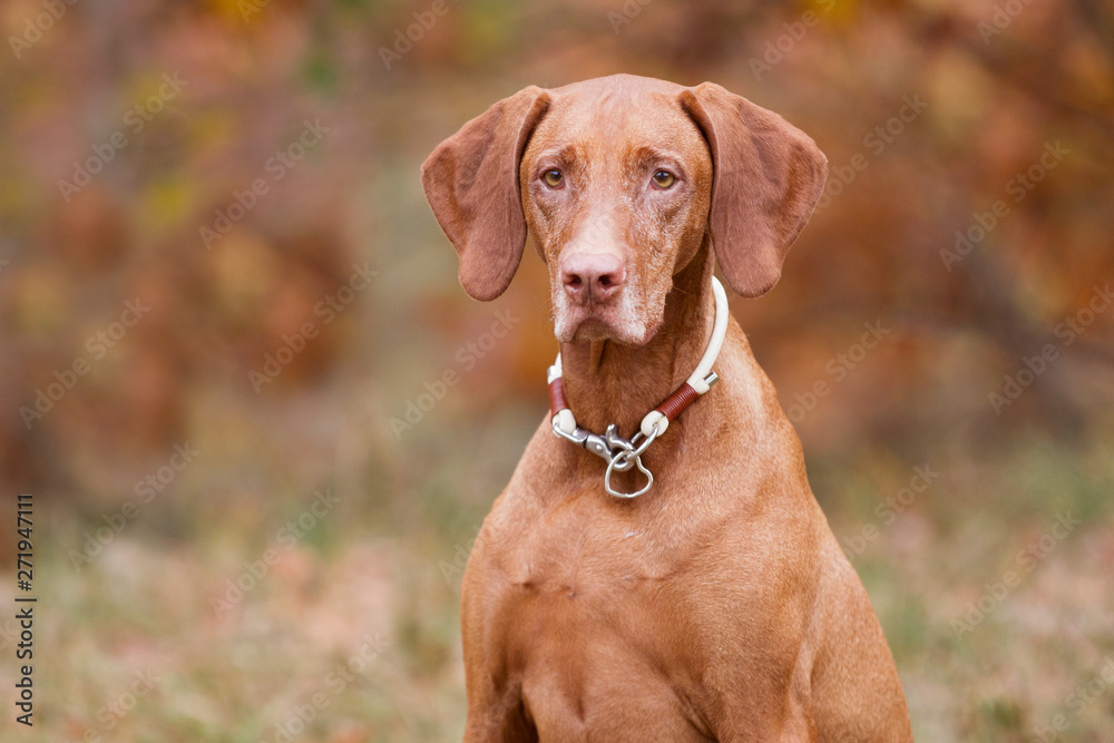 Rasseportrait einer Magyar Viszla Hündin im Herbst Rasseportrait einer Magyar Viszla Hündin im Herbst