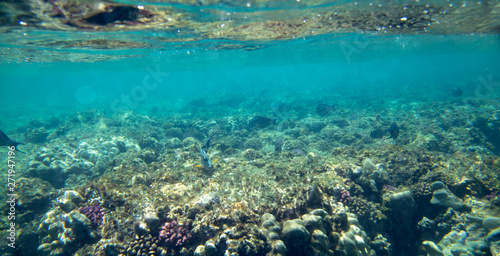 sea fish near coral, underwater