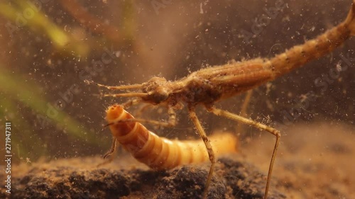 Damselfly nymph (Ischnura denticolis) eating a mealworm larvae (Tenebrio molitor), , mexican odonata photo