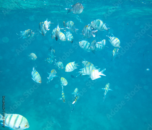 sea fish near coral  underwater