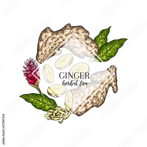 Hand drawn ginger root and leaves. Engraved colored vector banner. healing. Food ingredient, aromatherapy, cooking. For cosmetic package design, medicinal herb, treating, healthcare.