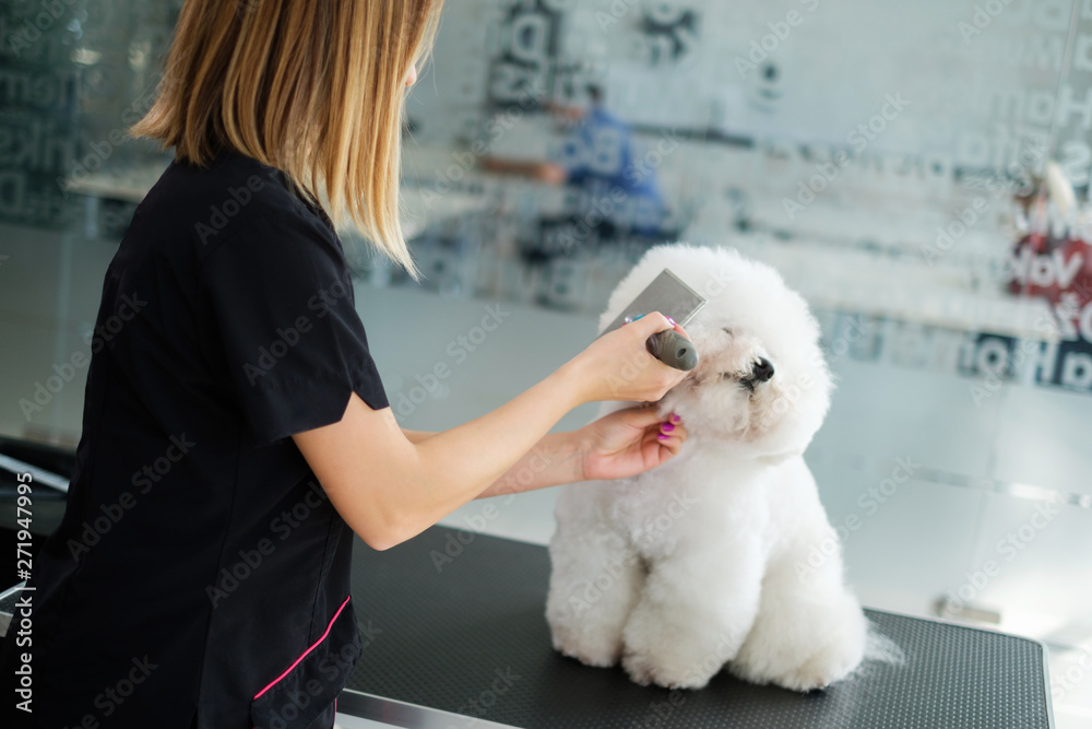 Bichon Fries at a dog grooming salon Bichon Fries at a dog grooming salon
