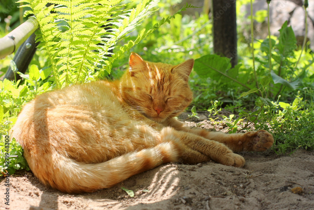 Beautiful red cat lying on the ground Beautiful red cat lying on the ground