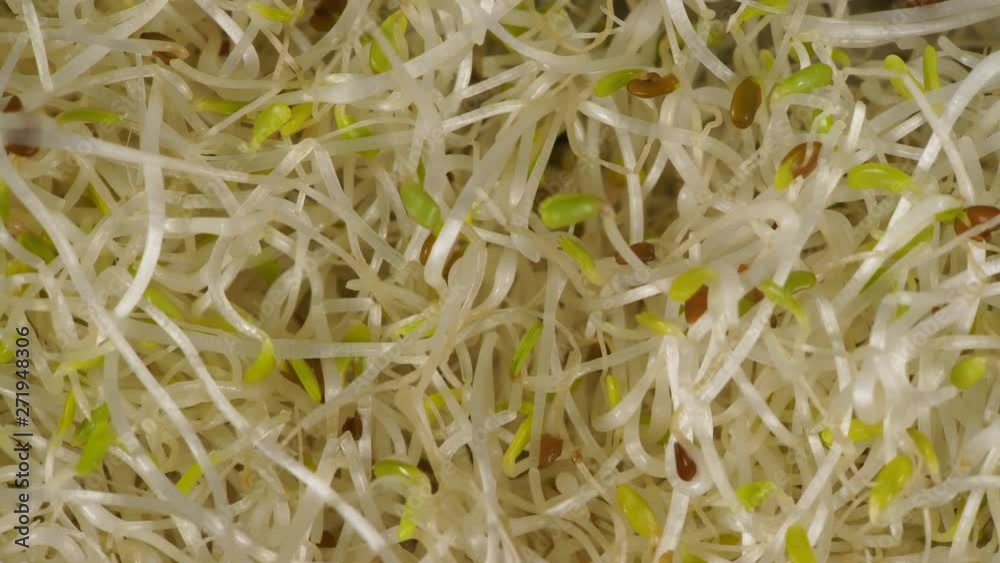 Close up of fresh raw alfalfa lucerne sprouts. Natural food background. Top view. Healthy diet superfood and clean very nutritious eating concept Close up of fresh raw alfalfa lucerne sprouts. Natural food background. Top view. Healthy diet superfood and clean very nutritious eating concept