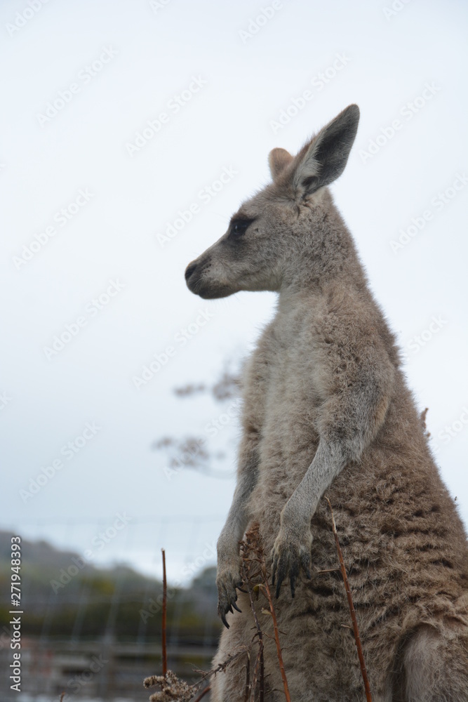 Fototapeta premium kangaroo