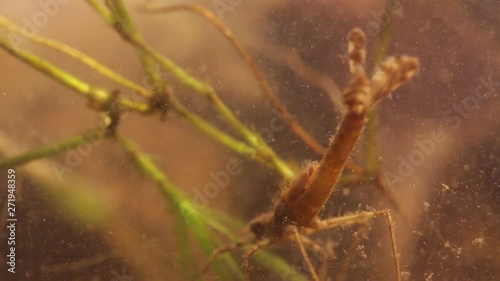 damselfly larva hiding in murky water