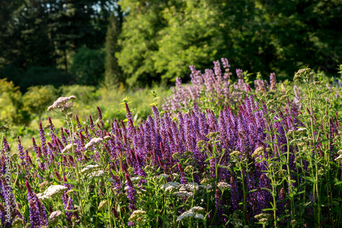 Salvia flowers grow in the wild