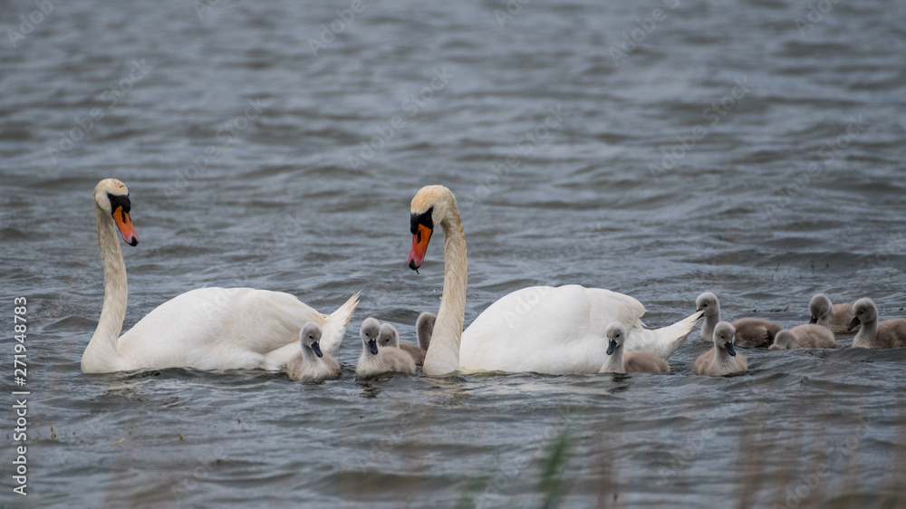 Isolated beautiful family of mute swans, parents and youngsters in the wild- Danube Delta Romania Isolated beautiful family of mute swans, parents and youngsters in the wild- Danube Delta Romania