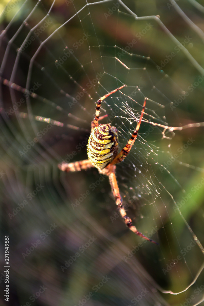 Colorful spider on the web in the rays of the sun. Colorful spider on the web in the rays of the sun.
