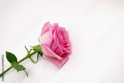 Fototapeta Naklejka Na Ścianę i Meble -  Pink rose on a white background. place for text. postcard