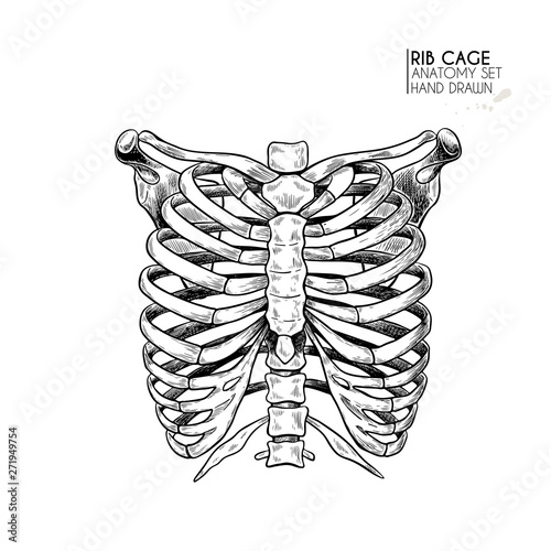 Hand drawn anatomy set. Vector human body parts, bones. Rib cage or chest bones. Vintage medicinal illustration. Use for Haloween poster, medical atlas, science realistic image.